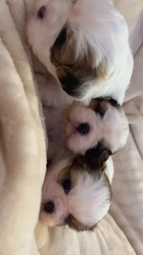 Filhote shihtzu fêmea