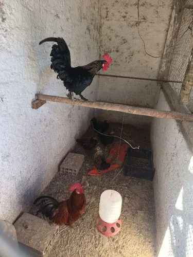 Garnizes Machos com pena no pé 
