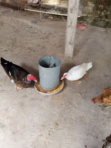 Estou vendendo esses casal de pato
