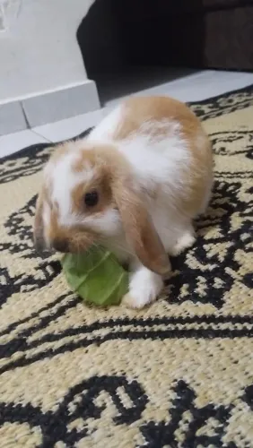 Vendo coelho mini lop 