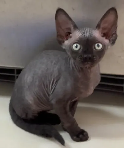 Gatos Sphynx
