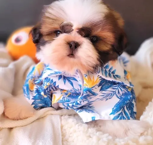 Macho Shih tzu 