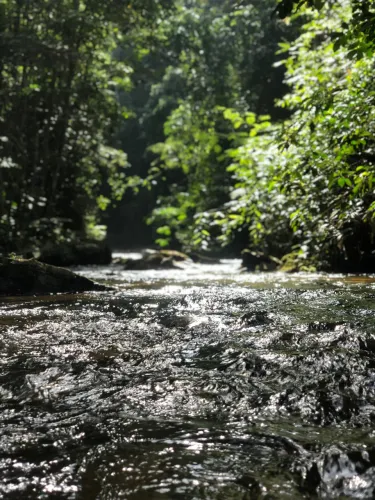 SÍTIO RICO EM ÁGUA, CAPIM BRAQUIÁRIA, SANTA RITA DE JACUTINGA-MG 127HA (R$37 mil/alqueire)