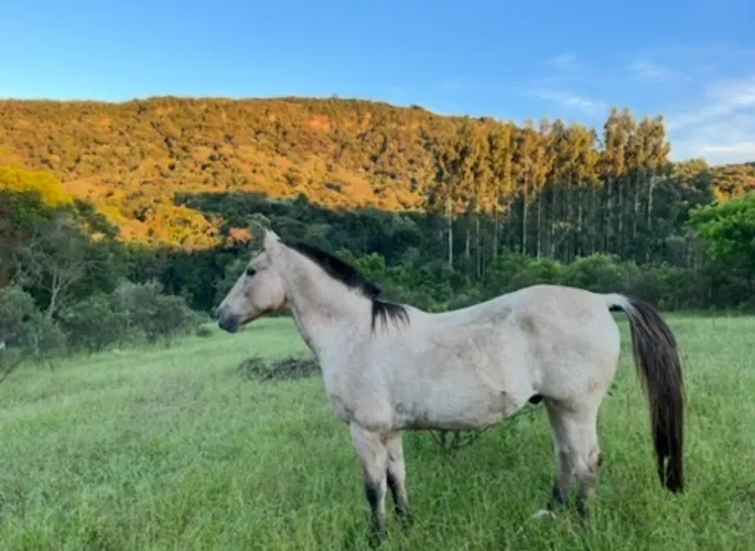 Cavalo Crioulo