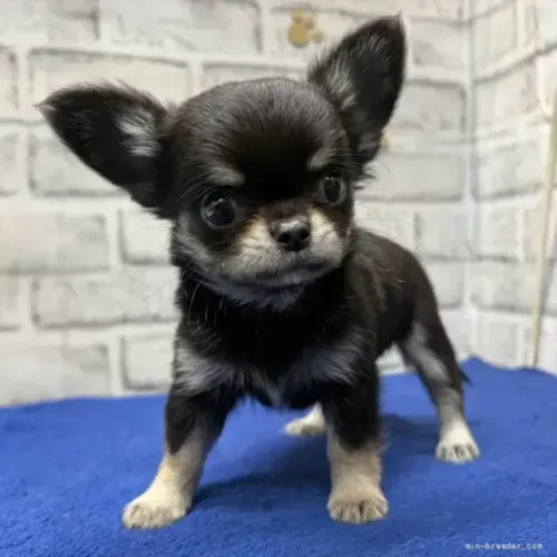 Cãozinho dócil e inteligente Chihuahua