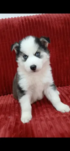Filhotes de Husky Siberiano 