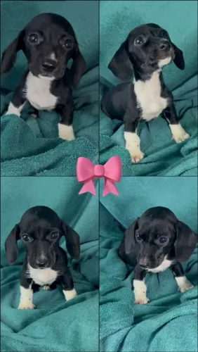 Fêmea de dachshund preta e branco