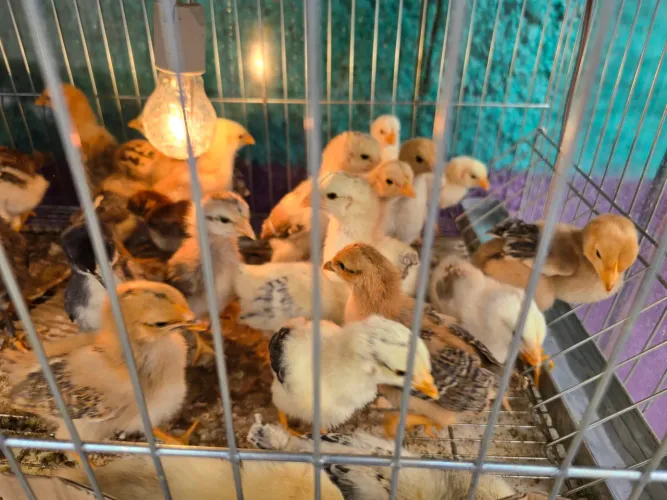 Pintinhos Caipira