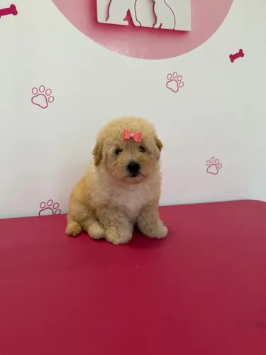 poodle miniatura 