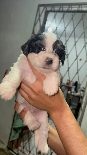 Filhote de shih tzu com poodle