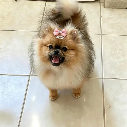 Lulu da pomerania Spitz alemão Fêmea anã ursinha