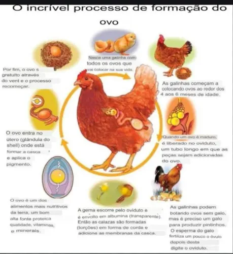 Socio