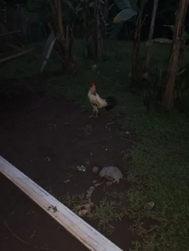 Vendo um galo bonito 