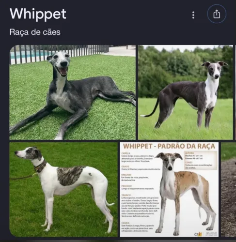 Whippet fêmea disponível
