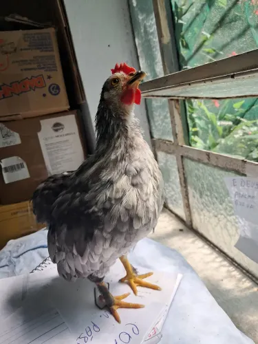 Disponível um micro garnizer suro macho