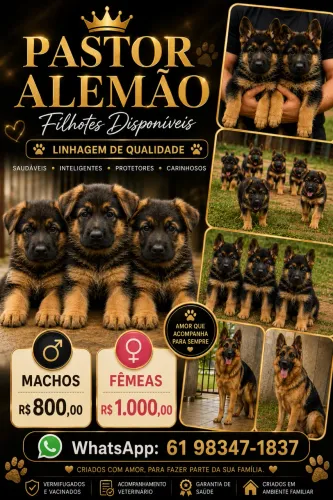 Filhotes pastor alemão