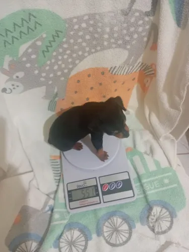 Machinho Miniatura Pincher disponível pra entrega