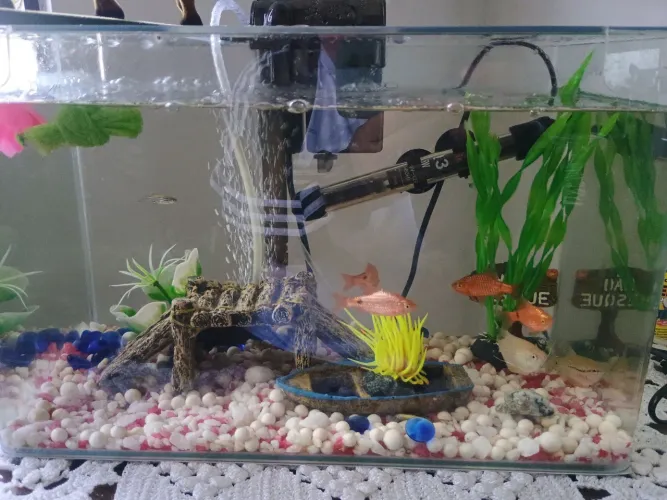 Aquário 24 litros.