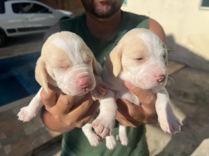 Filhote de Beagle