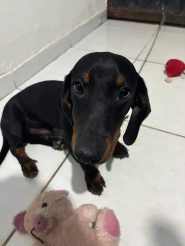 Vende-se salsicha macho