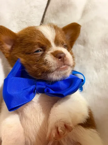 Vendo filhote macho de shitzu