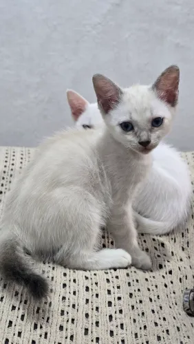 Gatinha para adoção