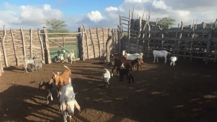 Cabras
