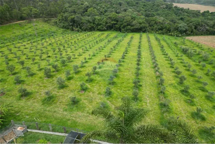 Fazenda Longa Vida, 93 hectares, com 90.000 pês de eucaliptos, 30 hectares de pastagem, 2.