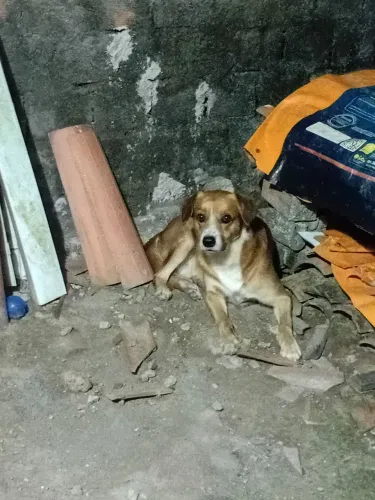 Doação de E cachorro ? caça também