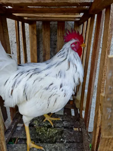 Musico brasileiro (Frango)