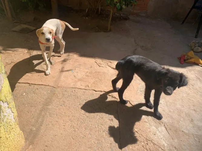 Cachorro macho e uma fêmea são dócil e manso gostam de brincar 