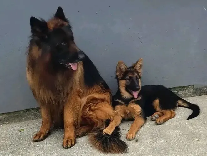 Pastor Alemão Filhotes Premium Robustos e Fiéis 