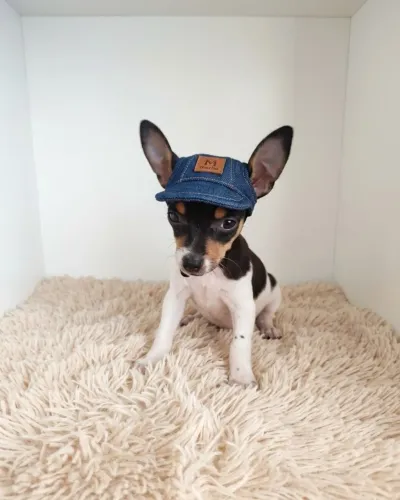 Pinscher Zero Esperto e Muito Amoroso