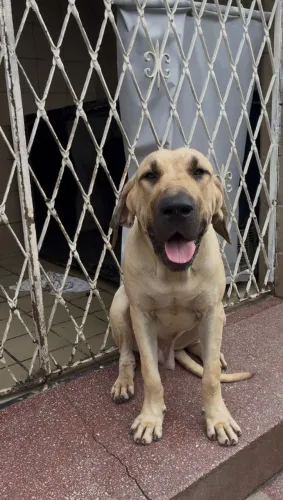 Vendo Fila Brasileiro 9 meses 