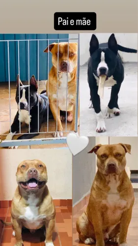 Doação pitbull fêmea