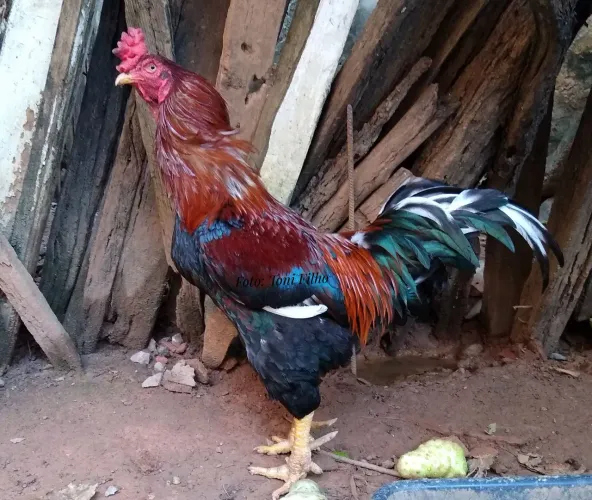 Galo de quintal