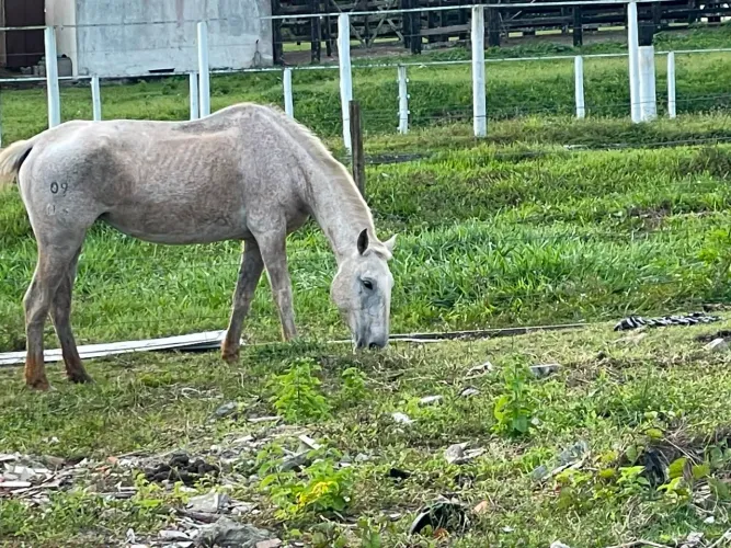 Égua lusitana a venda