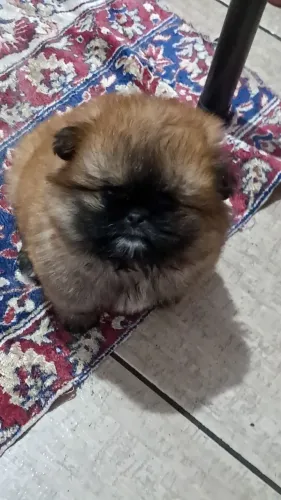 Shih tzu machinho