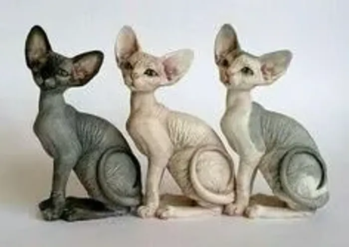 Sphynx Machos e Femeas