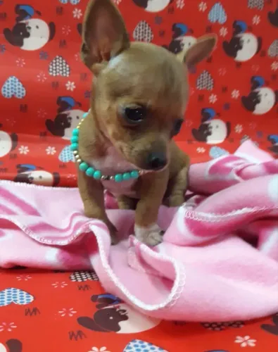 Pinscher com documentos vacinado 75 dias 