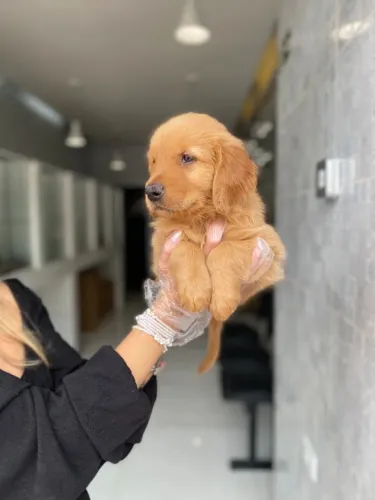 Elegância e doçura: Golden fêmea com pedigree e entrega imediata