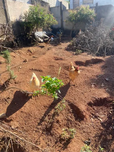 Lote galos e galinha 