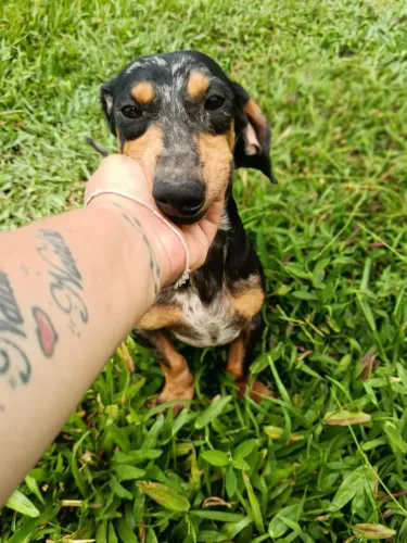 Vendo ou troco macho de Dachshund