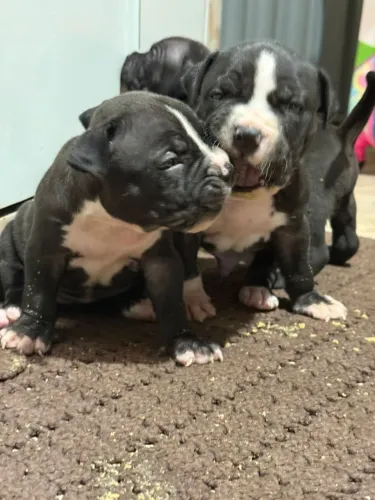 Vende-se filhote American staffordshire
