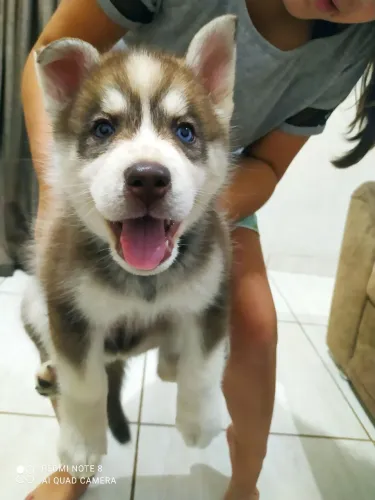  800$ Vendo filhote de Husk siberiano(macho)