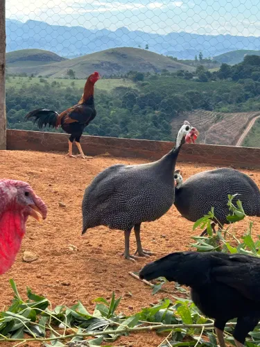Galinha da Angola francesa Gigante macho
