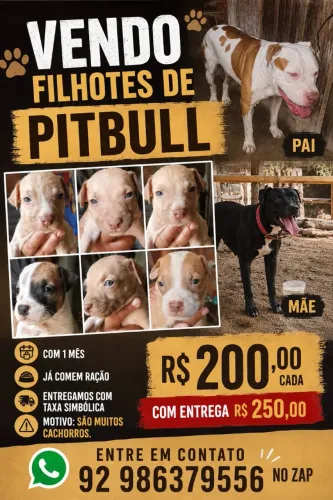 Filhotes de pitbull