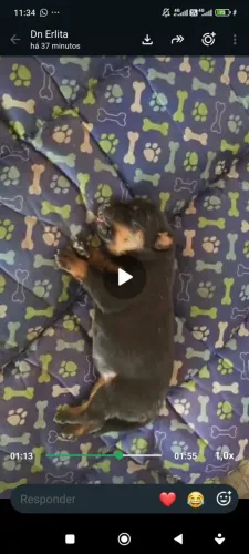 CACHORRO ROTTWEILER