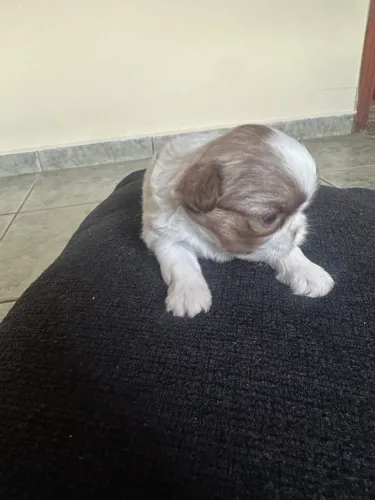 Filhote shitszu chocolate pedigree