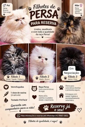 Lindos Filhotes de Gato Persa - Reserve o Seu Novo Amiguinho! ? *Preço a negociar*